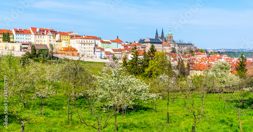 Spring in Prague. Blooming trees and lush greenery in Strahov Gardens with Prague Castle on background. Prague, Czech Republic