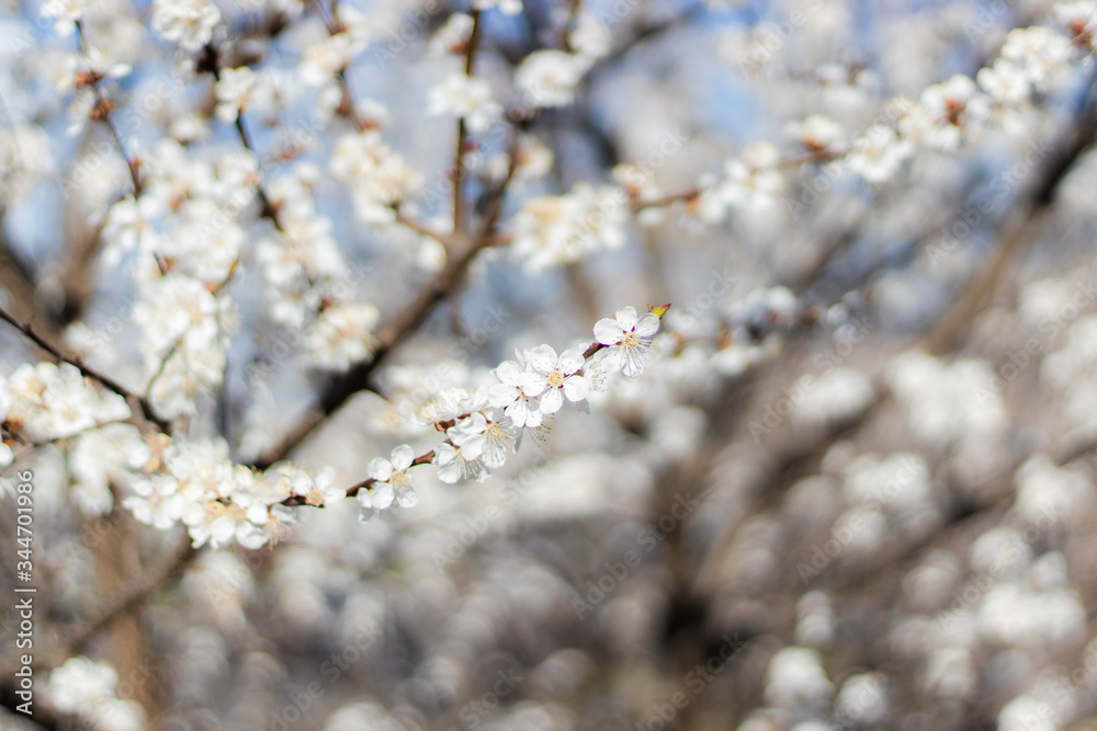 Apricot tree in Spring blooming. Soft flowers