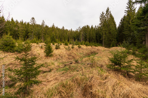 Wald im Tannermoor
