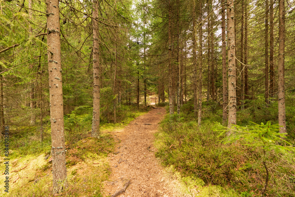 Fototapeta premium Moor Wanderweg
