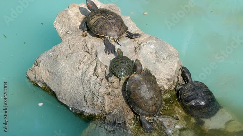 A group of Semiaquatic red-eared slider, also known as the red-eared terrapin sitting on a stone near the water  photo