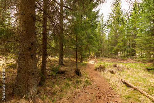 Waldwanderweg Tannermoor © lexpixelart
