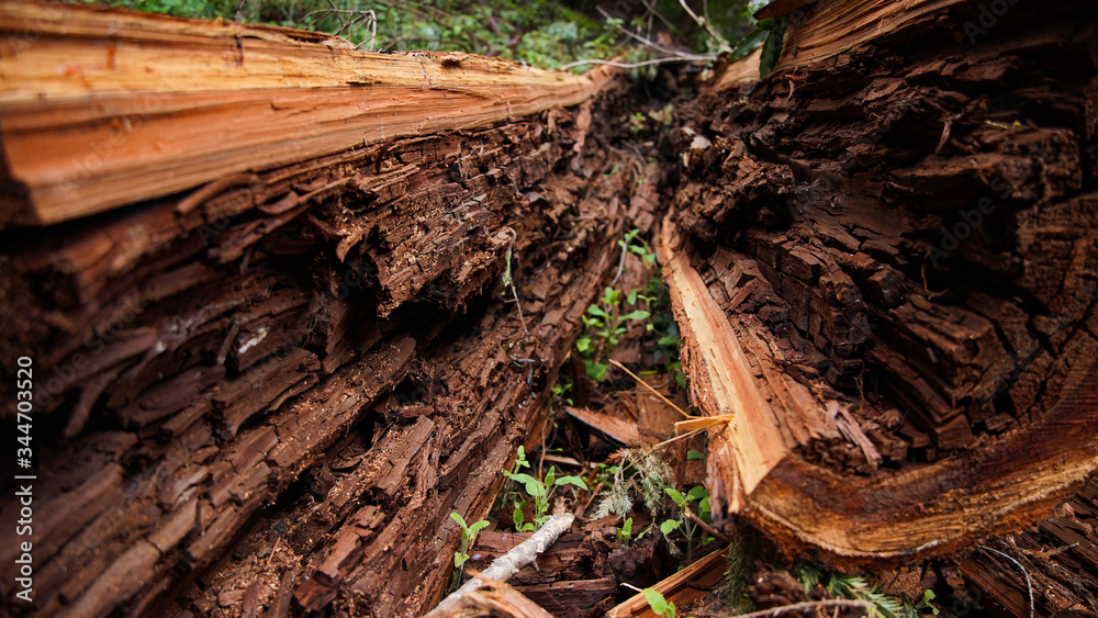 Fototapeta premium Forrest