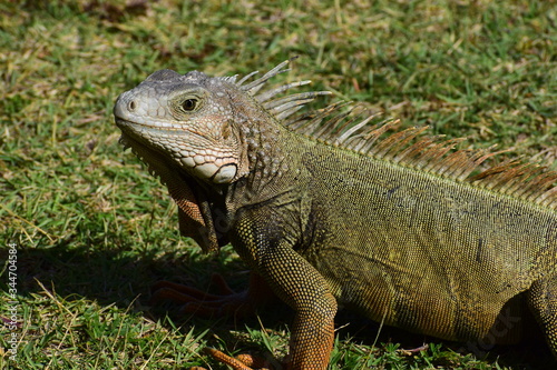 Iguana