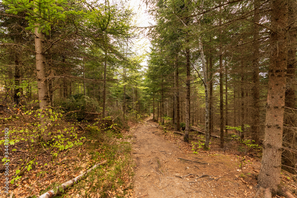 Obraz premium Moor Wanderweg