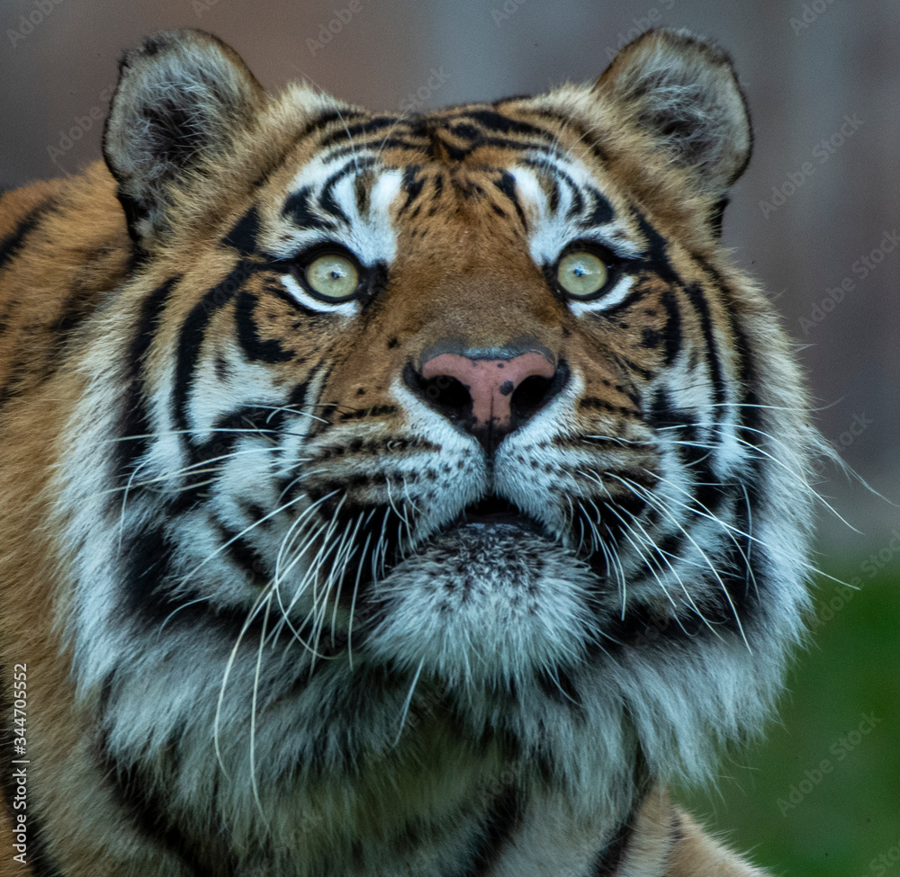 tiger watching closely for possible prey tiger watching closely for possible prey
