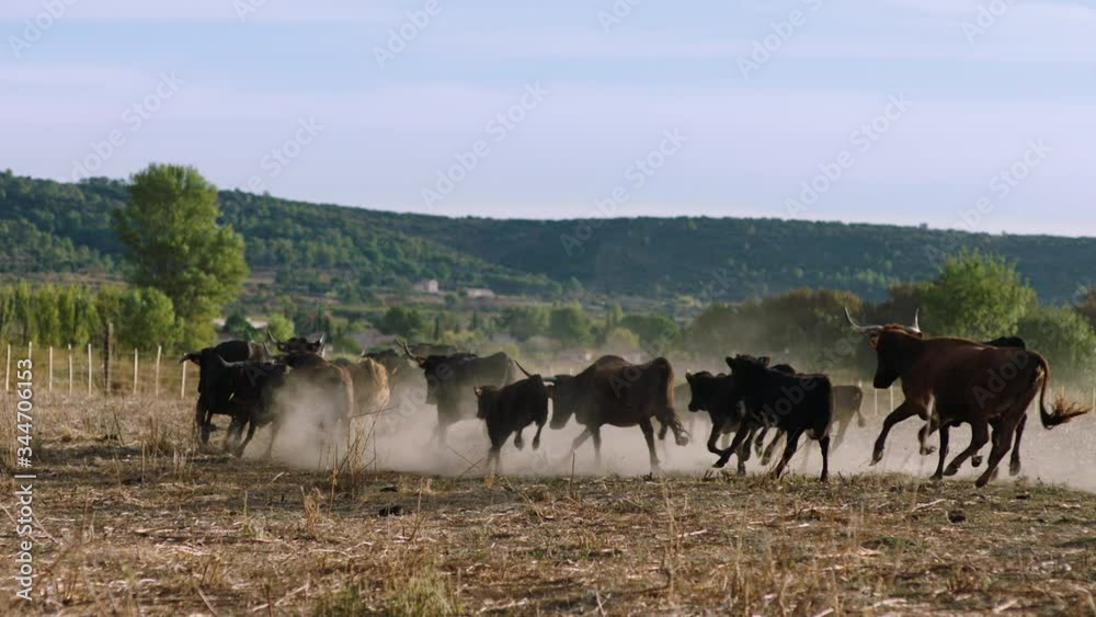 Bulls Running Lever soleil Sunrise Super Slow Motion Taureaux Camargue Courant Ralenti 03