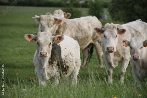 Charolais domestic beef cattle herd © Estelle R
