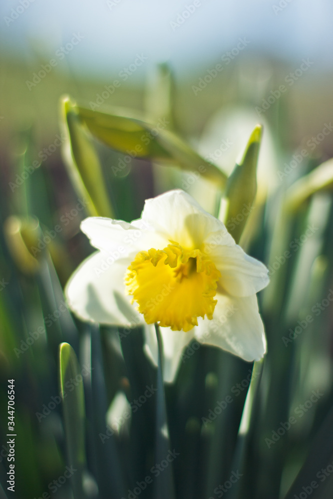 White daffodils close-up on a bright sunny day on green background. Pictures of white flowers close up. White narcissus on green bokeh background White daffodils close-up on a bright sunny day on green background. Pictures of white flowers close up. White narcissus on green bokeh background