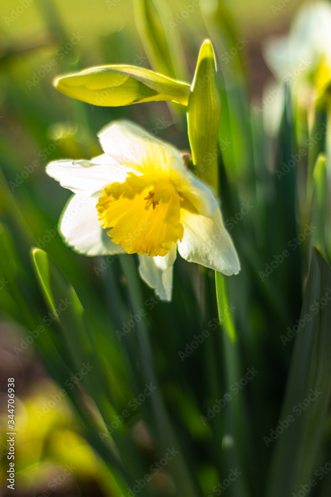 White daffodils close-up on a bright sunny day on green background. Pictures of white flowers close up. White narcissus on green bokeh background White daffodils close-up on a bright sunny day on green background. Pictures of white flowers close up. White narcissus on green bokeh background
