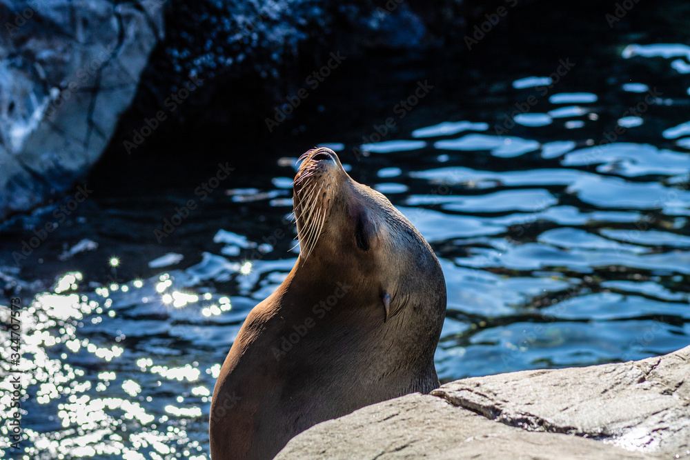 Obraz premium Sea Lion