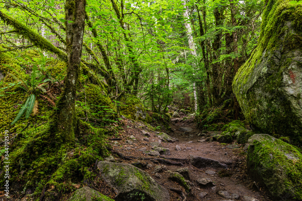 Fototapeta premium beautiful hiking trail that runs along a forest in the mountains of british columbia canada.