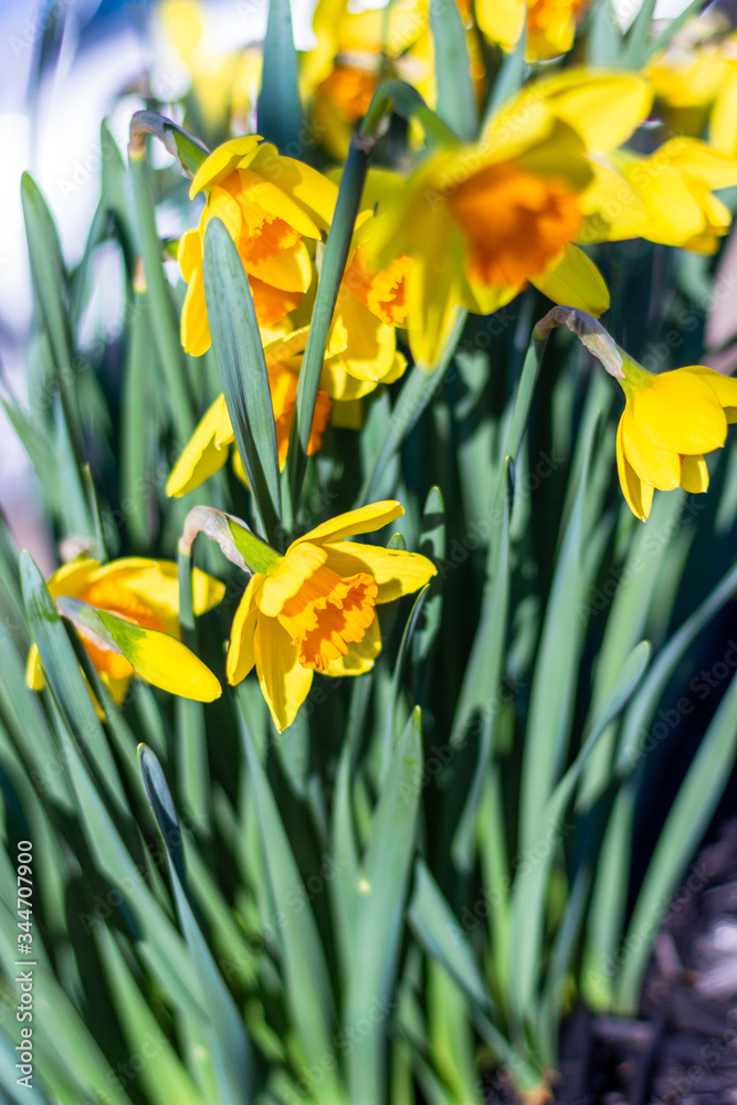 Yellow daffodils close-up on a bright sunny day. Photographs of yellow flowers in sunlight, in backlight. Narcissus Yellow daffodils close-up on a bright sunny day. Photographs of yellow flowers in sunlight, in backlight. Narcissus