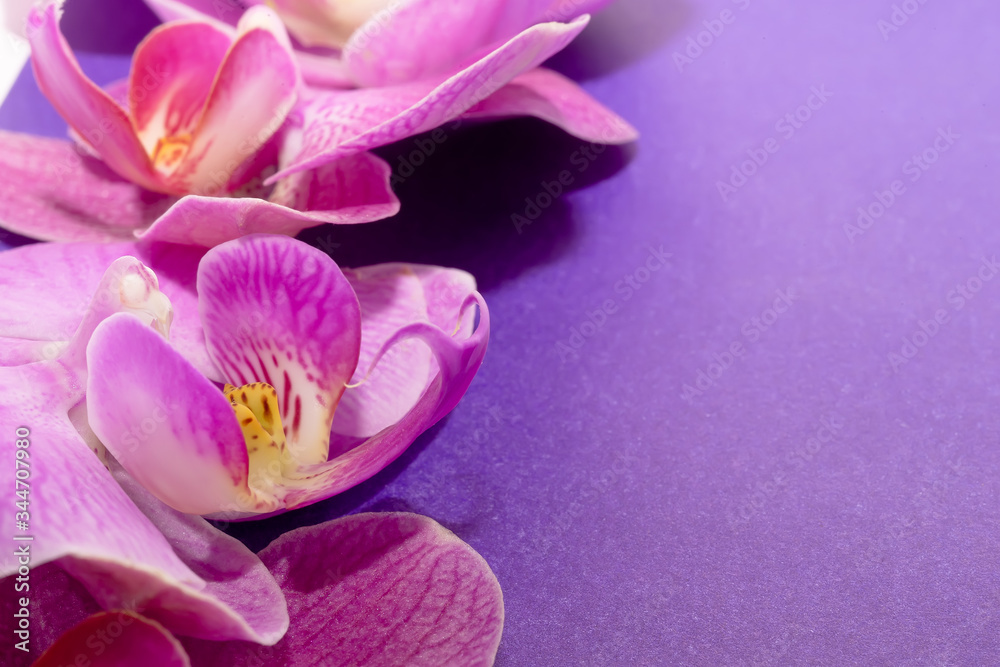 Macro shot. orchid flowers on a purple background.