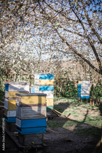 Old mobile hive on apiary. Flowering cherry with pollen for development of bees in April. Primroses near hives with copper bees. Beekeeping © Maryna