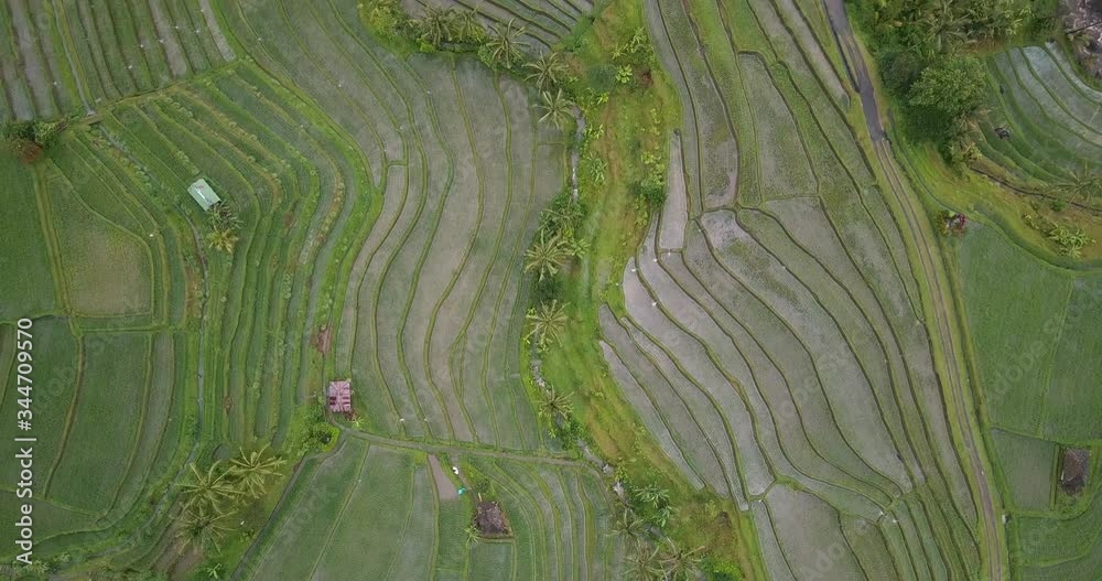Aerial shoot on a drone of Jatiluwih rice terraces and palm trees. Flight with camera down to grass in a straight line at an low altitude. 