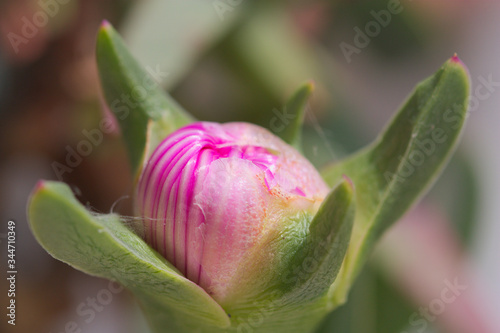 Cocoon of the hottentot-fig flower (Carpobrotus edulis) next to the fleshy leaves photo