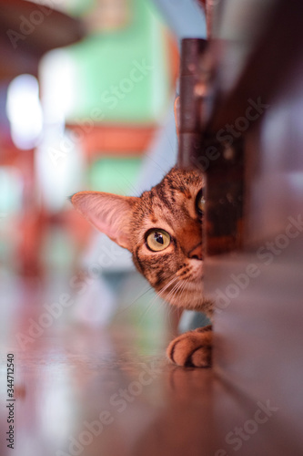 cat on a table