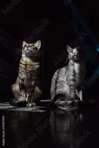 cat