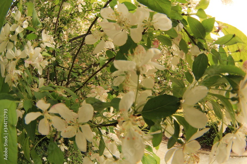 white flower tree 