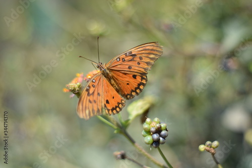 butterfly on flower © agustina