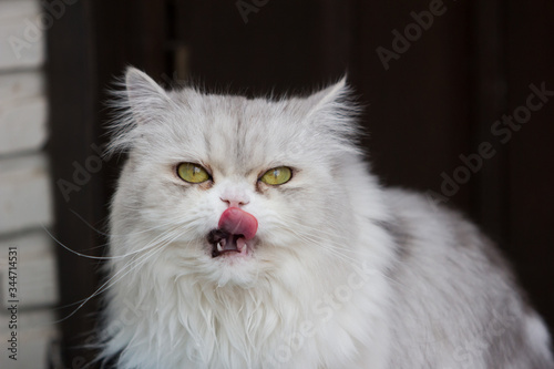 close up of cat kitten