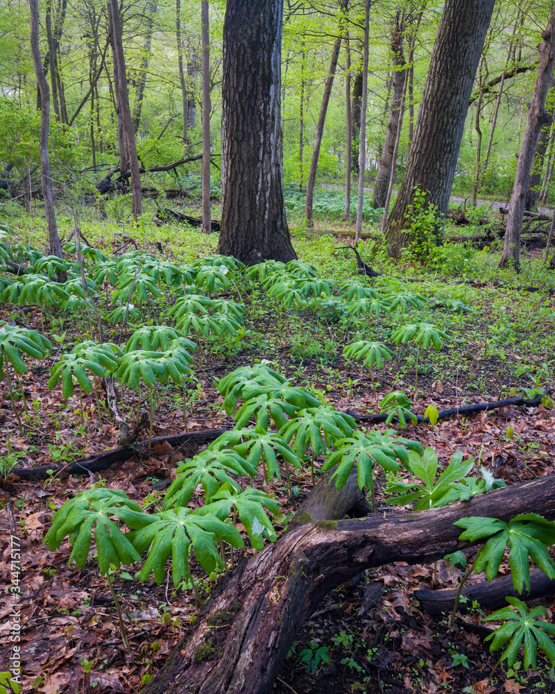 Mayapple wildflowers emerge on the forest floor as the spring season get underway.