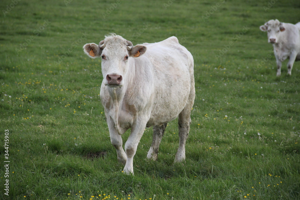 Charolais domestic beef cattle herd