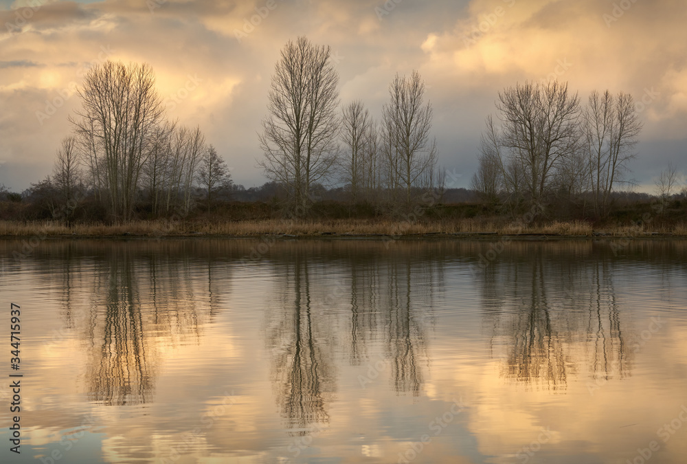 Riverbank Tree Reflections. The calm water of Steveston Harbor in British Columbia, Canada near Vancouver.

