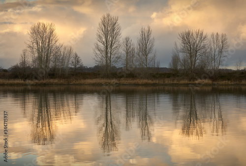 Riverbank Tree Reflections. The calm water of Steveston Harbor in British Columbia, Canada near Vancouver.