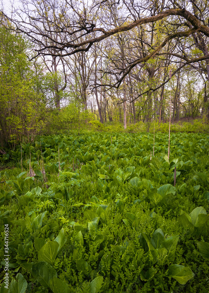 Skunk cabbage sprouts in a marsh area at a Midwest forest preserve.
