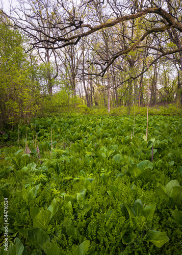 Skunk cabbage sprouts in a marsh area at a Midwest forest preserve.