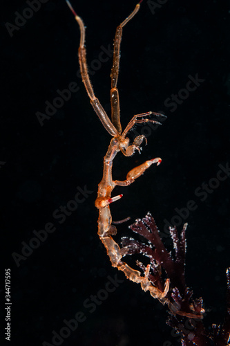 The Sceleton shrimp  family Caprellidae 
