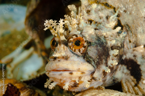 The Warbonnet japonicus (Chirolophis japonicus) photo