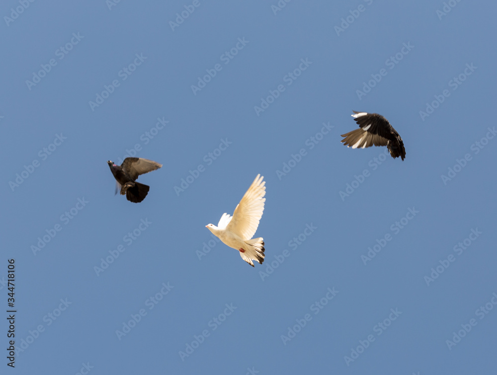 Obraz premium beautiful domestic pigeons on blue sky