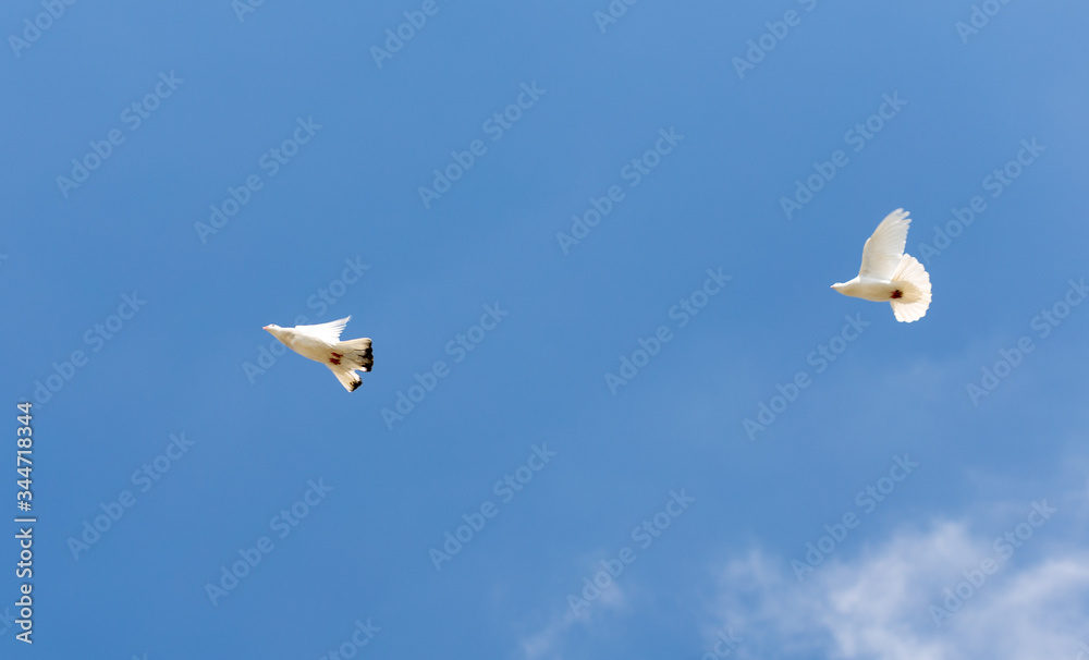 Obraz premium beautiful domestic pigeons on blue sky