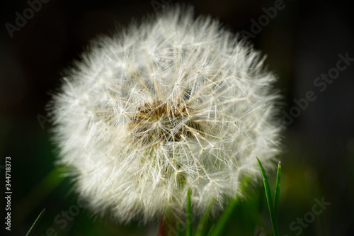 Dandelion seed head closeup garden