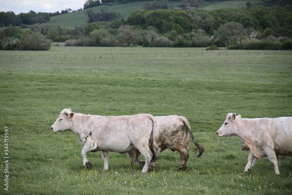 Charolais domestic beef cattle herd Charolais domestic beef cattle herd