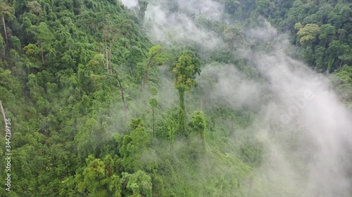 Rainforest and clouds. Aerial view of rain forest jungle. Mist and fog in green valley