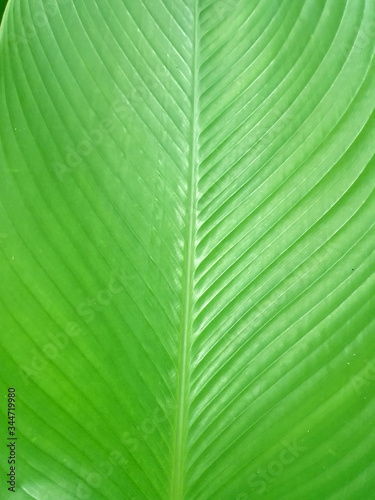 green leaf background