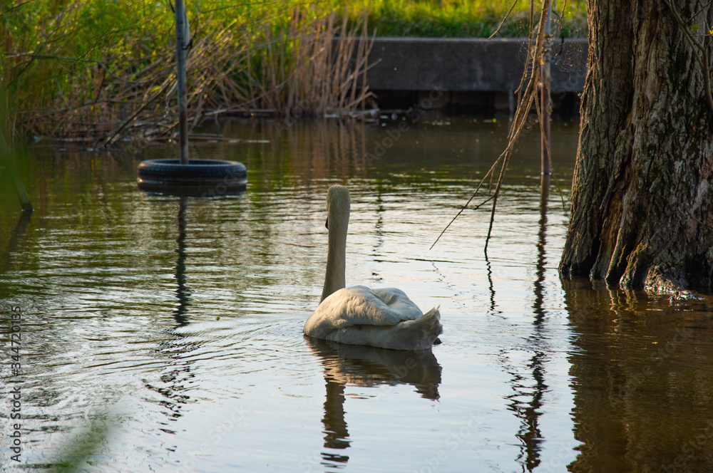 Obraz premium 白鳥