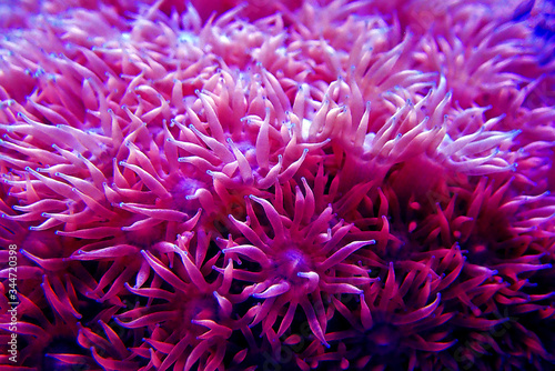 Fototapeta Naklejka Na Ścianę i Meble -  Macro shot on colorful Goniopora sp. LPS coral 