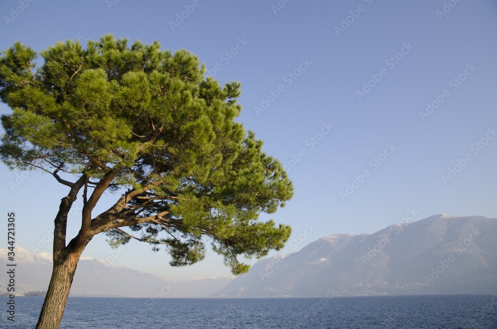 Beautiful view of a big green tree by the calm lake near the mountains