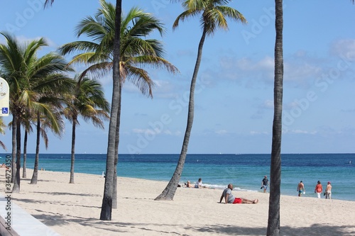 palm trees on the beach © Abby