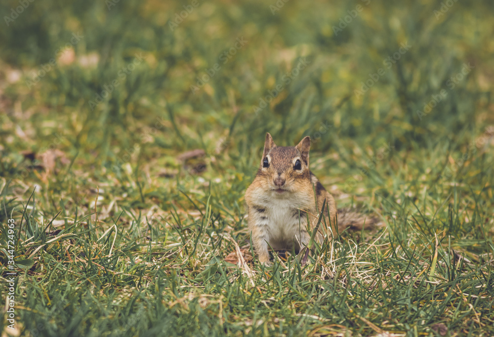 Eastern Chipmunk pauses for a pose in green grass vintage garden setting Eastern Chipmunk pauses for a pose in green grass vintage garden setting