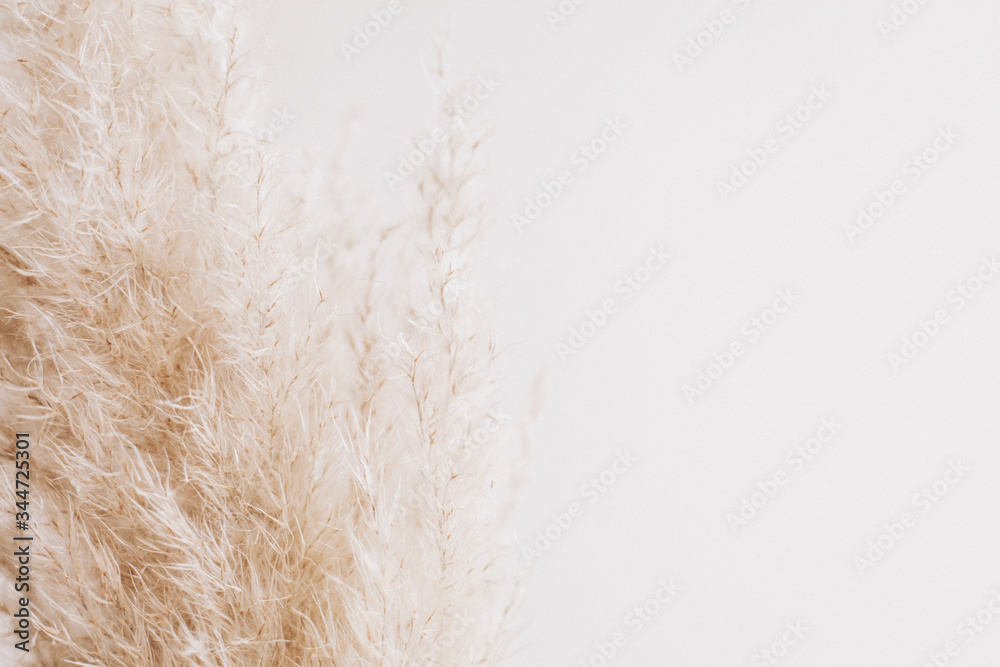 Fototapeta premium cordoderia on whie background. Dried flowers