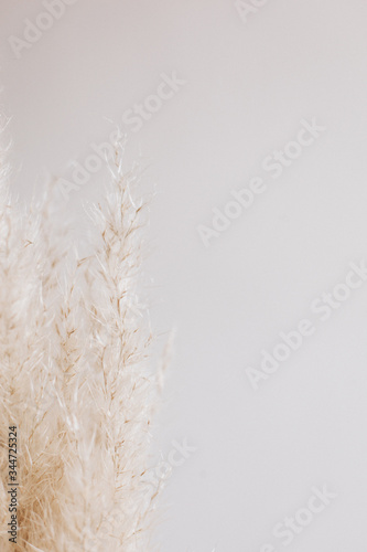 cordoderia on whie background. Dried flowers