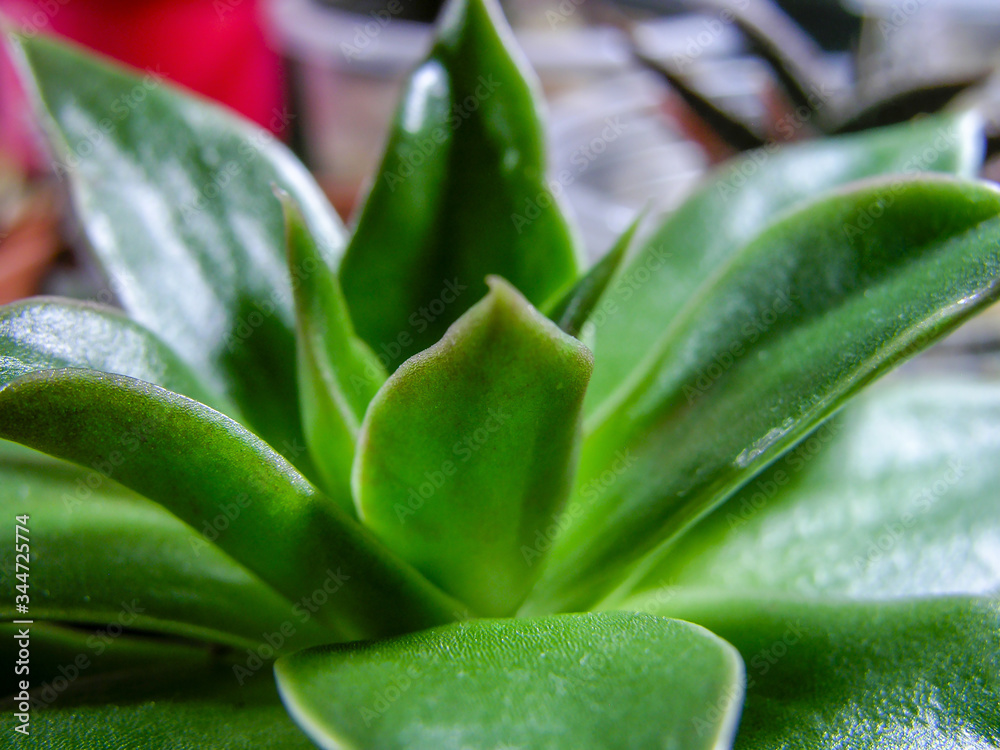 Fragments of pointed leaves of plant that turned green in winter Echeveria rubella among pots and other succulents on the windowsill. Shooting against a light source. Close-up, narrow focus. Fragments of pointed leaves of plant that turned green in winter Echeveria rubella among pots and other succulents on the windowsill. Shooting against a light source. Close-up, narrow focus.