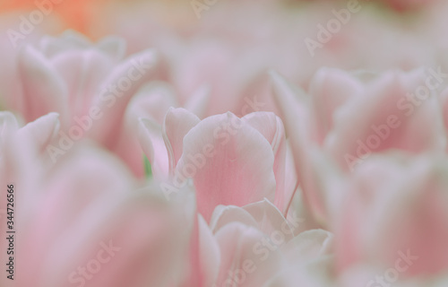 Beautiful tulip on japanese vintage style; background or texture