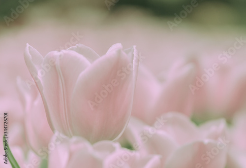 Beautiful tulip on japanese vintage style; background or texture